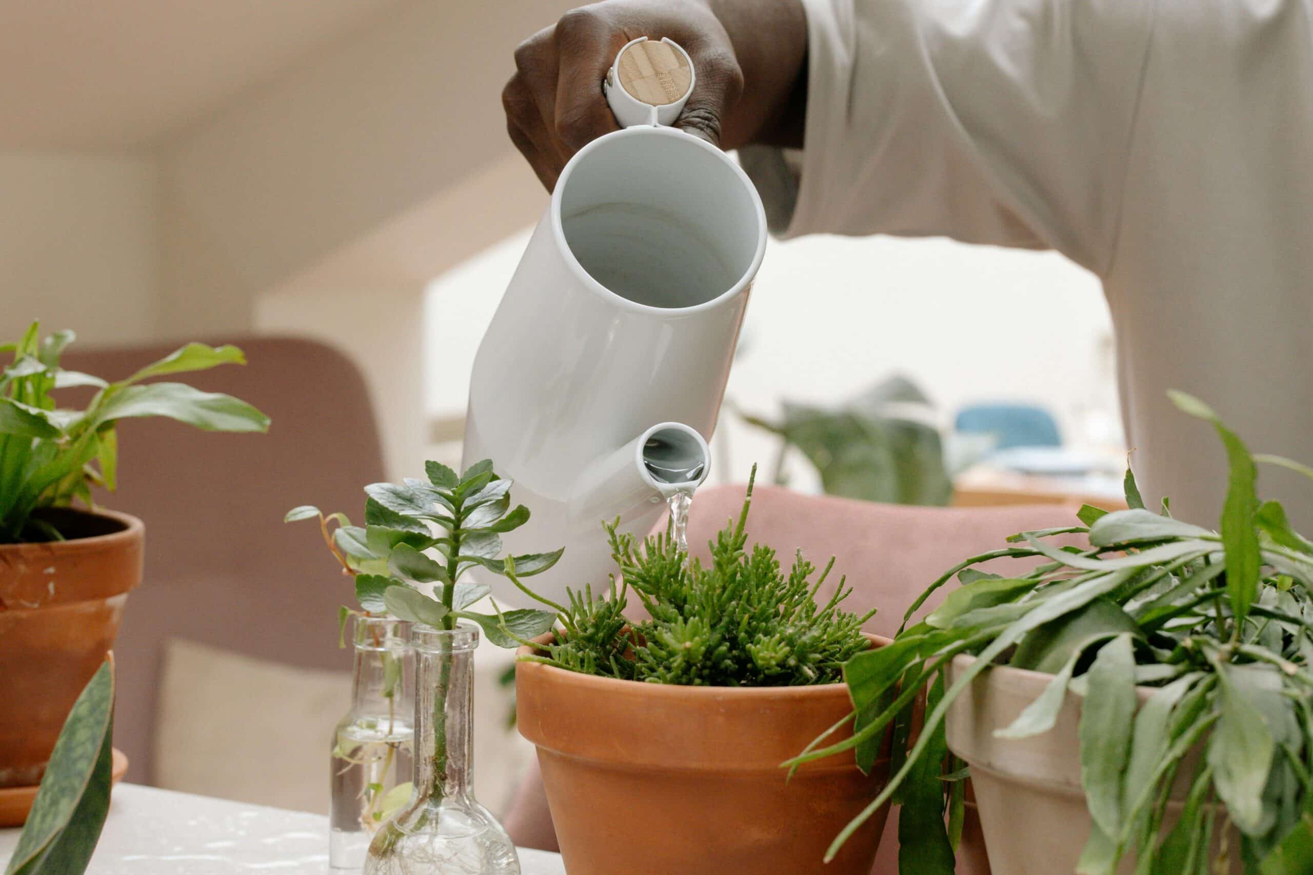 Eco-conscious sustainable home routine